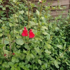 Photographie n°2172307 du taxon Salvia microphylla Kunth [1818]