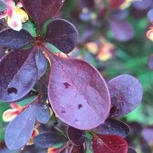 Photographie n°2172312 du taxon Berberis thunbergii DC. [1821]