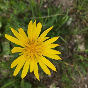 Photographie n°2172314 du taxon Tragopogon pratensis L. [1753]