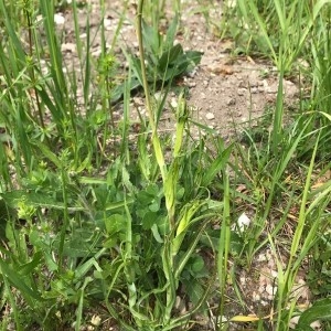 Photographie n°2172315 du taxon Tragopogon pratensis L. [1753]