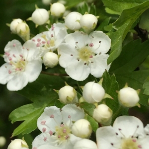 Photographie n°2172316 du taxon Crataegus laevigata (Poir.) DC. [1825]