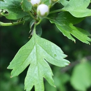 Photographie n°2172317 du taxon Crataegus laevigata (Poir.) DC. [1825]