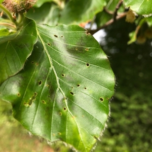 Photographie n°2172324 du taxon Fagus sylvatica L. [1753]