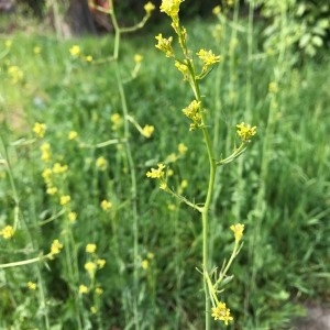 Photographie n°2172346 du taxon Sisymbrium officinale (L.) Scop. [1772]