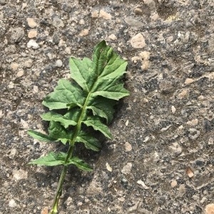 Photographie n°2172347 du taxon Sisymbrium officinale (L.) Scop. [1772]