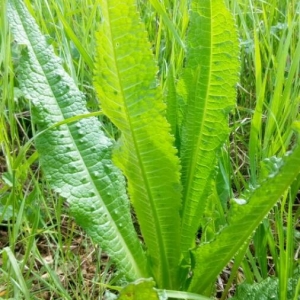 Photographie n°2172349 du taxon Dipsacus fullonum L. [1753]