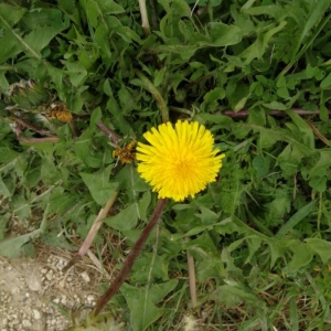 Photographie n°2172372 du taxon Taraxacum officinale F.H.Wigg. [1780]