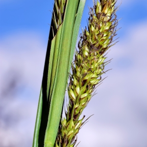 Photographie n°2172382 du taxon Carex riparia Curtis [1783]