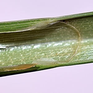 Photographie n°2172385 du taxon Carex riparia Curtis [1783]