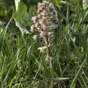 Photographie n°2172402 du taxon Petasites hybridus (L.) G.Gaertn., B.Mey. & Scherb. [1801]