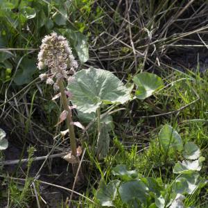Photographie n°2172408 du taxon Petasites hybridus (L.) G.Gaertn., B.Mey. & Scherb. [1801]