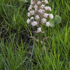 Photographie n°2172432 du taxon Petasites hybridus (L.) G.Gaertn., B.Mey. & Scherb. [1801]