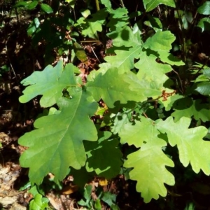 Photographie n°2172494 du taxon Quercus robur L. [1753]