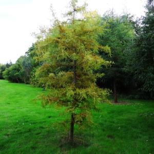 Photographie n°2172496 du taxon Metasequoia glyptostroboides Hu & W.C.Cheng [1948]