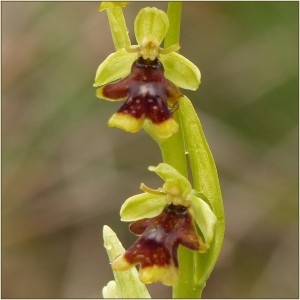  - Ophrys aymoninii (Breistr.) Buttler [1986]