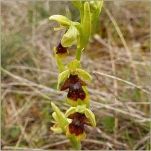 Photographie n°2172507 du taxon Ophrys aymoninii (Breistr.) Buttler [1986]