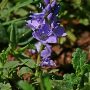 Photographie n°2172517 du taxon Veronica prostrata L. [1762]