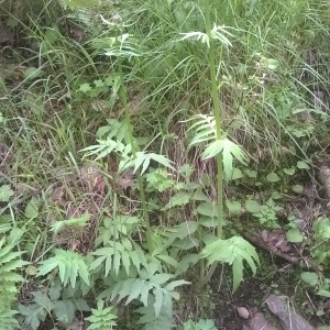 Photographie n°2172562 du taxon Valeriana officinalis L.