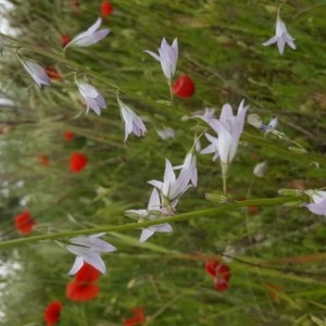 Photographie n°2172574 du taxon Campanula rapunculus L. [1753]