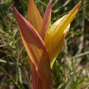 Photographie n°2172612 du taxon Tulipa sylvestris subsp. australis (Link) Pamp. [1914]