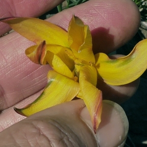 Photographie n°2172614 du taxon Tulipa sylvestris subsp. australis (Link) Pamp. [1914]