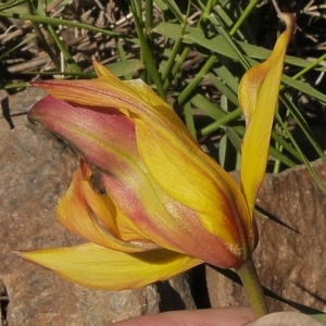 Photographie n°2172615 du taxon Tulipa sylvestris subsp. australis (Link) Pamp. [1914]