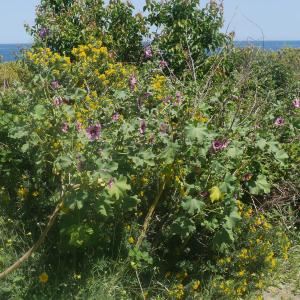 Photographie n°2172629 du taxon Malva arborea (L.) Webb & Berthel. [1837]