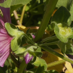 Photographie n°2172631 du taxon Malva arborea (L.) Webb & Berthel. [1837]