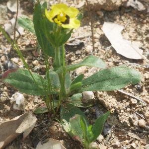Photographie n°2172637 du taxon Tuberaria guttata (L.) Fourr. [1868]