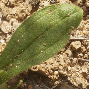 Photographie n°2172639 du taxon Tuberaria guttata (L.) Fourr. [1868]
