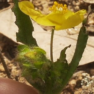 Photographie n°2172641 du taxon Tuberaria guttata (L.) Fourr. [1868]