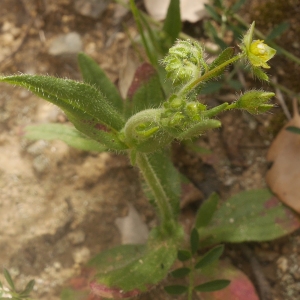 Photographie n°2172642 du taxon Tuberaria guttata (L.) Fourr. [1868]