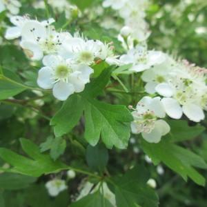 Photographie n°2172684 du taxon Crataegus monogyna Jacq. [1775]