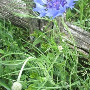 Photographie n°2172688 du taxon Centaurea cyanus L. [1753]