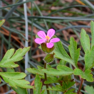 Photographie n°2172689 du taxon Geranium purpureum Vill. [1786]