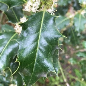 Photographie n°2172731 du taxon Ilex aquifolium L. [1753]