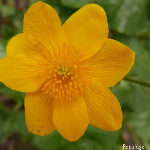 Photographie n°2172738 du taxon Caltha palustris L. [1753]