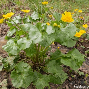 Photographie n°2172739 du taxon Caltha palustris L. [1753]