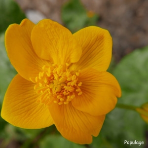 Photographie n°2172740 du taxon Caltha palustris L. [1753]