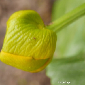 Photographie n°2172741 du taxon Caltha palustris L. [1753]