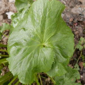 Photographie n°2172742 du taxon Caltha palustris L. [1753]