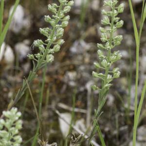 Photographie n°2172774 du taxon Alyssum alyssoides (L.) L. [1759]