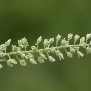 Photographie n°2172775 du taxon Alyssum alyssoides (L.) L. [1759]