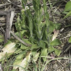 Photographie n°2172777 du taxon Arabis hirsuta (L.) Scop. [1772]