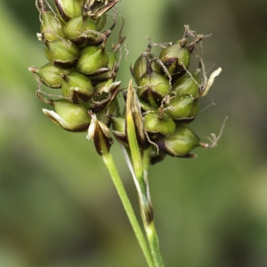 Photographie n°2172793 du taxon Carex liparocarpos Gaudin [1804]