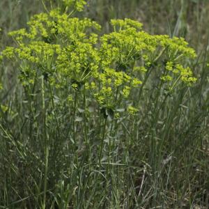 Photographie n°2172809 du taxon Euphorbia seguieriana Neck. [1770]