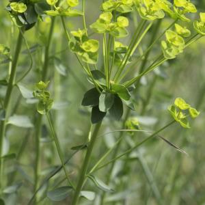 Photographie n°2172811 du taxon Euphorbia seguieriana Neck. [1770]