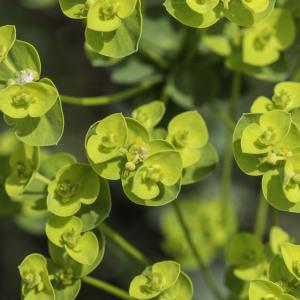 Photographie n°2172814 du taxon Euphorbia seguieriana Neck. [1770]