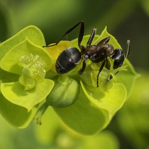 Photographie n°2172816 du taxon Euphorbia seguieriana Neck. [1770]