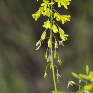 Photographie n°2172838 du taxon Isatis tinctoria L.